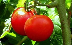 tomatoes on vine