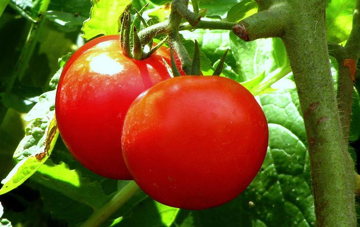 tomatoes on vine