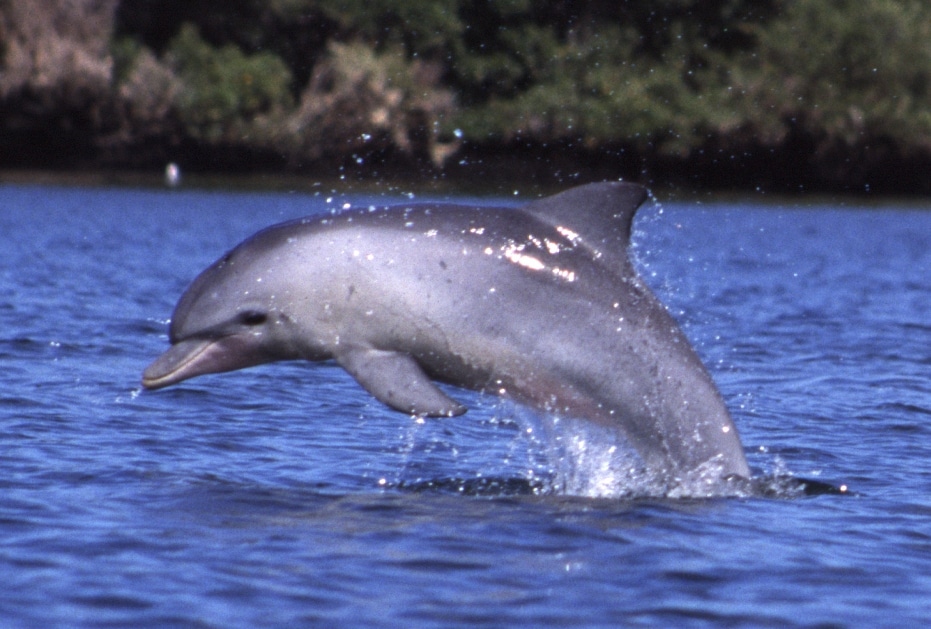 Tursiops_aduncus,_Port_River,_Adelaide,_Australia_-_2003 By Aude Steiner - Self-photographed, CC BY-SA 1.0, https://commons.wikimedia.org/w/index.php?curid=19212453