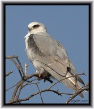 white tailed kite on tree branch