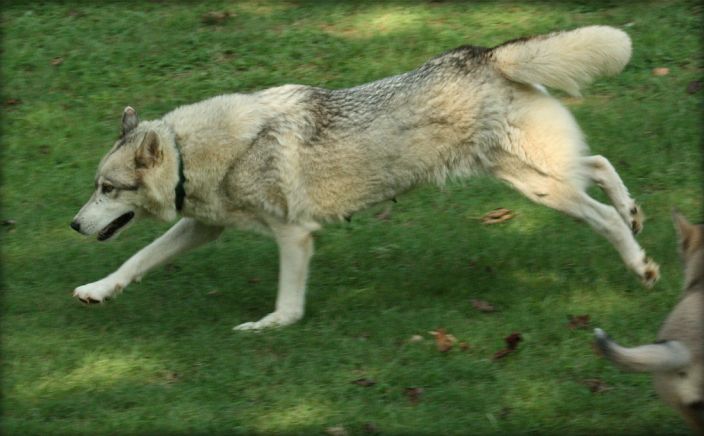 Wolf Dog Running in grass