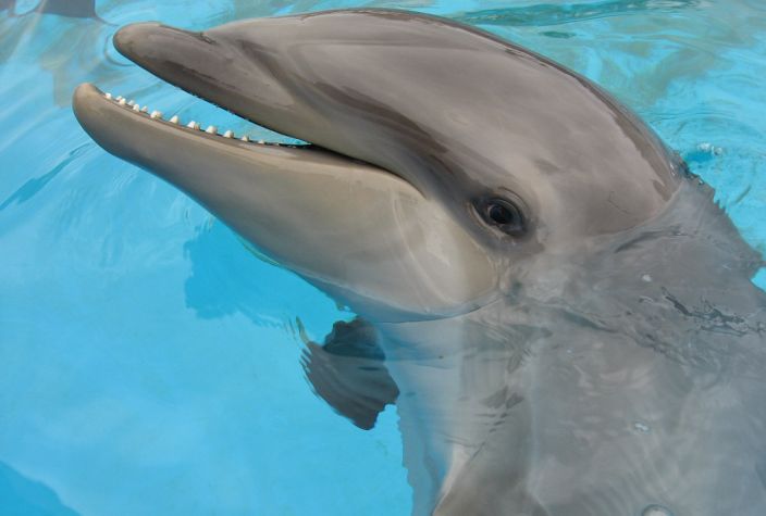 Wolphin in pool