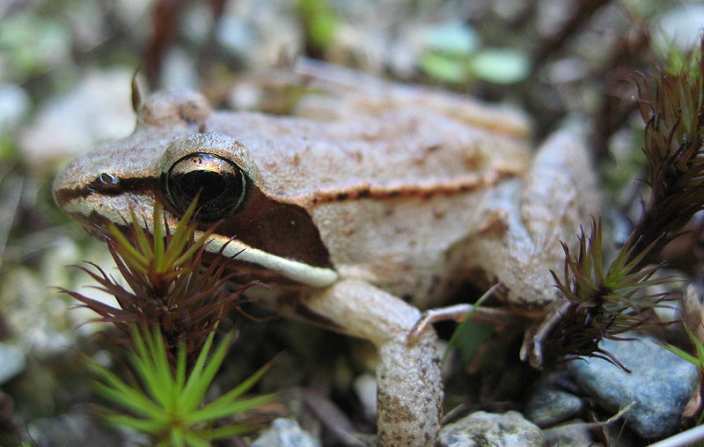 wood frog on rocky terrain with small plants surrounding it