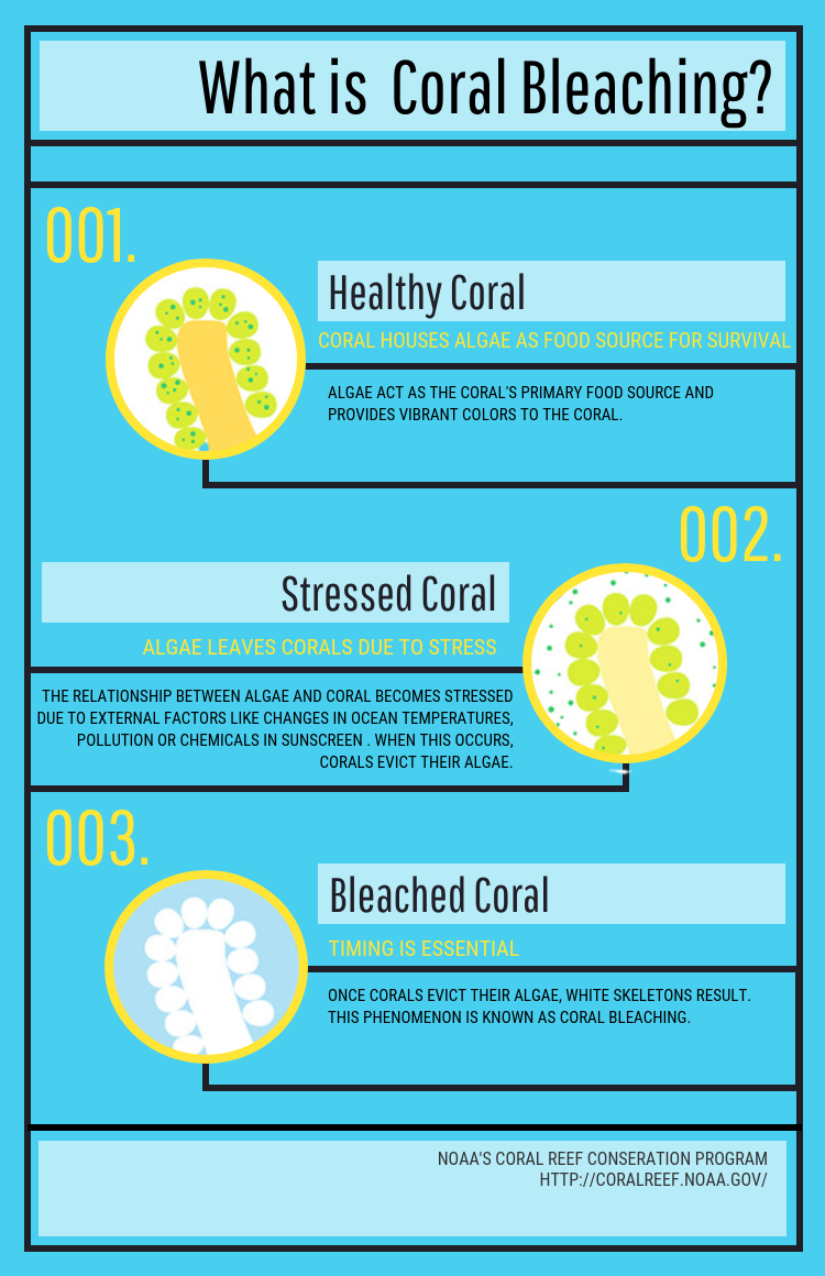 what is coral bleaching